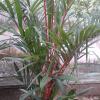 New Variety Red Palm in Attingal, Thiruvananthapuram