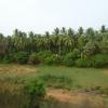Natural View of Coconut Forest, Chennai