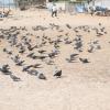 Pigeon at Dadar beach, Mumbai