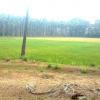 Fields of Puthige in Kasaragod, Kerala