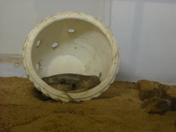 Snake In Cage At Guindy Snakes Park Chennai Veethi