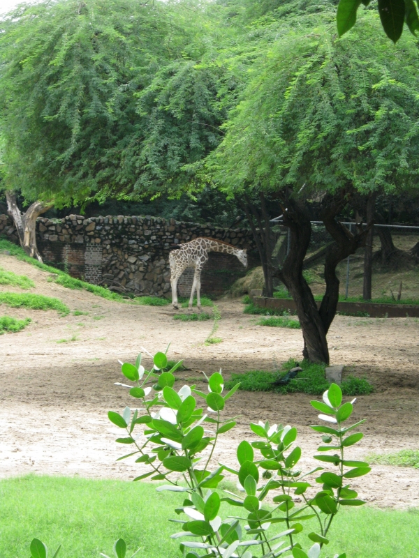 Girrafe in Delhi Zoo | Veethi