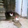 Temple roosters, Ariyalur