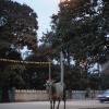 Street Cow Seeking Food Next to Road