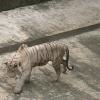 White tiger in Delhi Zoo