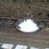 Rats Drinking Milk in Karni Matha Temple, Bikaner