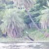 Trees at Sirpur Lake