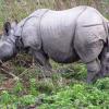 Rhinoceros in Kaziranga,Assam