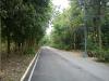  A Tree Lined Road at IIM Lucknow
