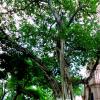 Ancient Banyan Tree At Shringi Ashram, Parikshit Garh