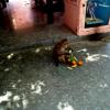 Monkey in Temple, Rishikesh