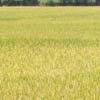 View of Tuticorin Paddy field at Korkai area